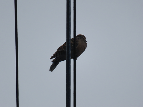 Eastern Oriental Turtle Dove