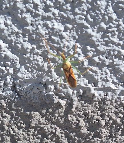 Leafhopper Assassin Bug