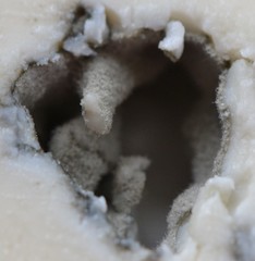 Penicillium roqueforti