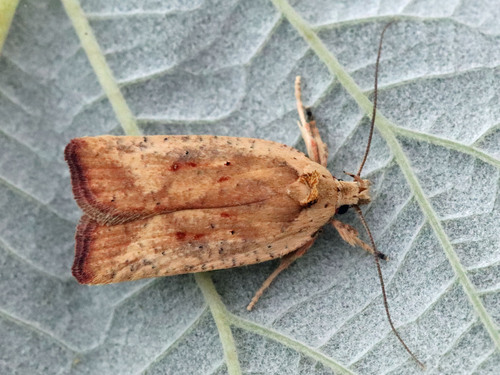 Gorse Tip Moth