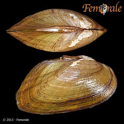 Carolina Slabshell
