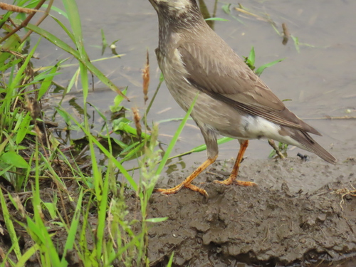 White-cheeked Starling