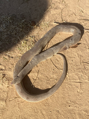 Mole Snake