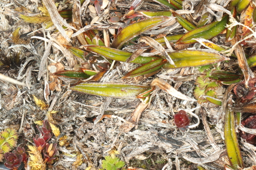Astelia linearis, photograph 2