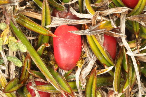 Astelia linearis, photograph 3