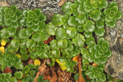 Ourisia caespitosa observed 2026-05-30