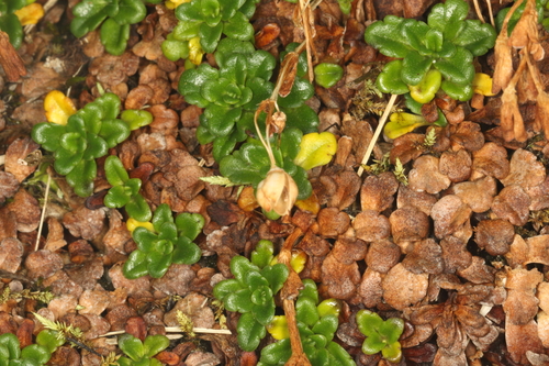 Ourisia caespitosa, photograph 1