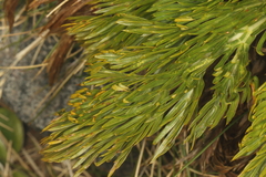 Aciphylla dissecta, photograph (c) Jacob Littlejohn, some rights reserved (CC BY-SA)
