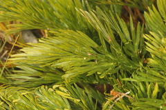 Aciphylla dissecta, photograph (c) Jacob Littlejohn, some rights reserved (CC BY-SA)