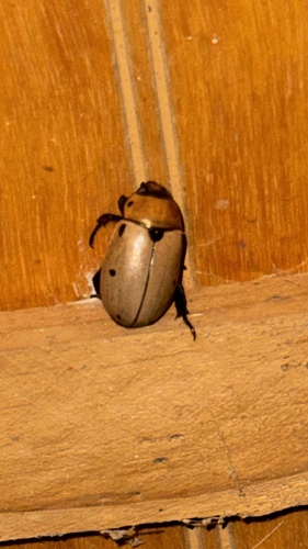 Grapevine Beetle