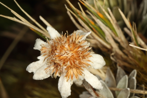 Leucogenes leontopodium, photograph 6