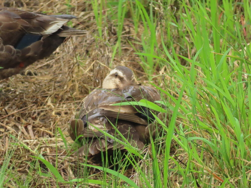 Eastern Spot-billed Duck