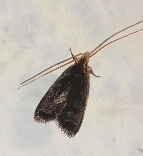 Lecithocera nigrana