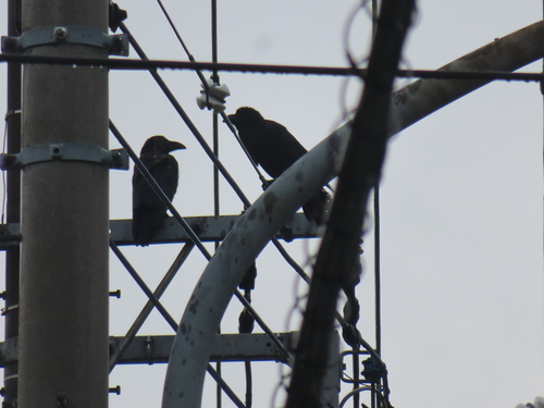 Japanese Crow