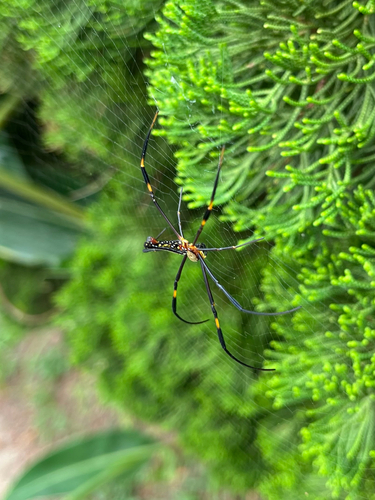 Giant Golden Orbweaver