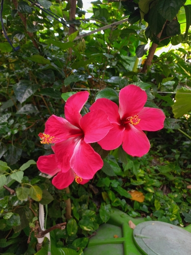 Tricolor Hibiscus