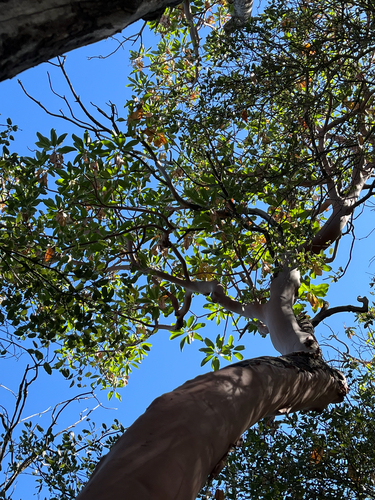 iNaturalist observation photo of Pacific madrone