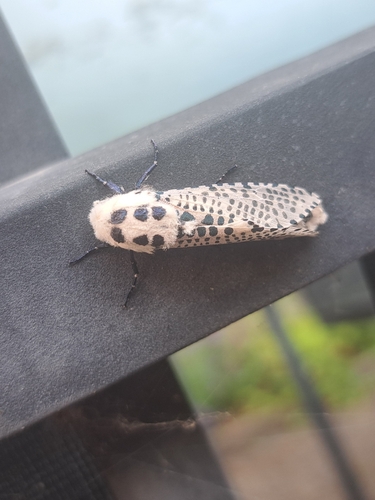 Wood Leopard Moth