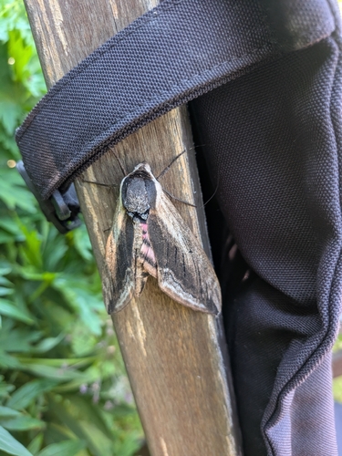 Privet Hawkmoth