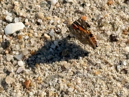 Painted Lady
