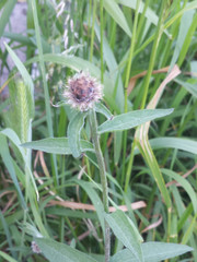 Centaurea decipiens