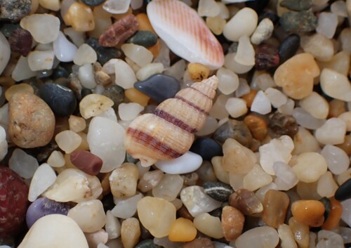 Nassarius pauperus observed 2026-06-27