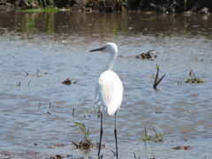 Egretta garzetta
