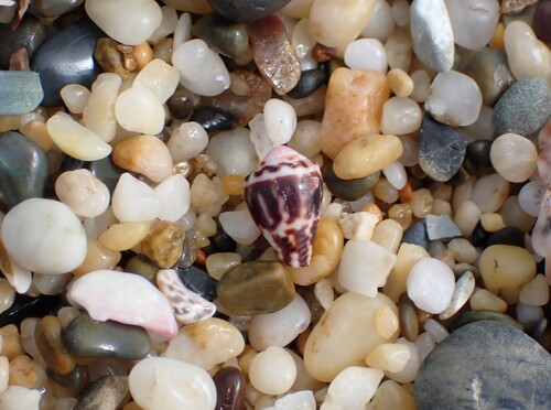 Conus chaldeus observed 2026-06-27