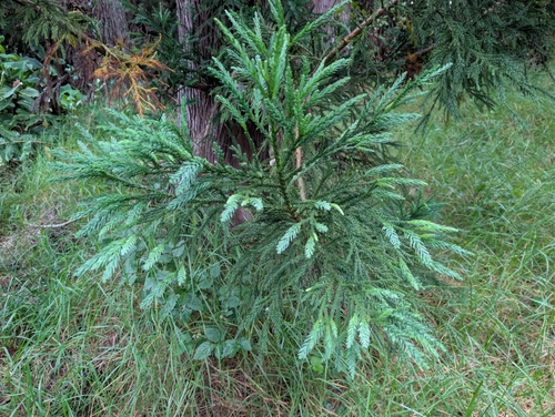 Cryptomeria, 2026-06-25