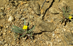 Camissoniopsis pallida