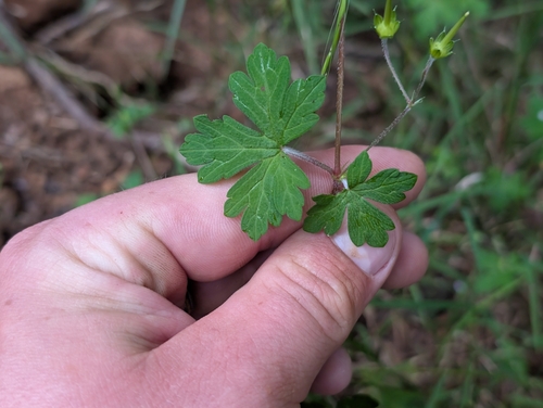 Geranium homeanum observed 2026-06-25