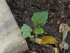 Leonotis nepetifolia nepetifolia