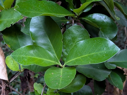 Corynocarpus laevigatus observed 2026-06-25