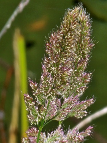 Polypogon fugax observed 2026-06-24