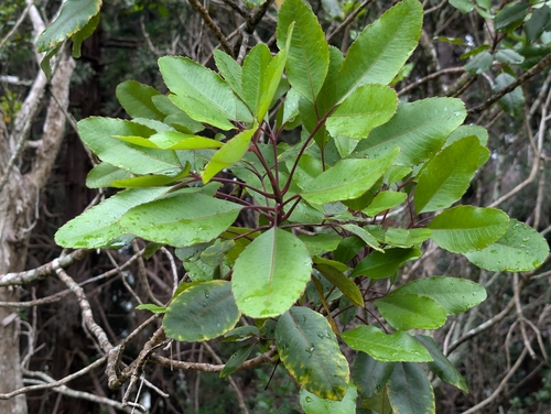 Cheirodendron trigynum, photograph 6