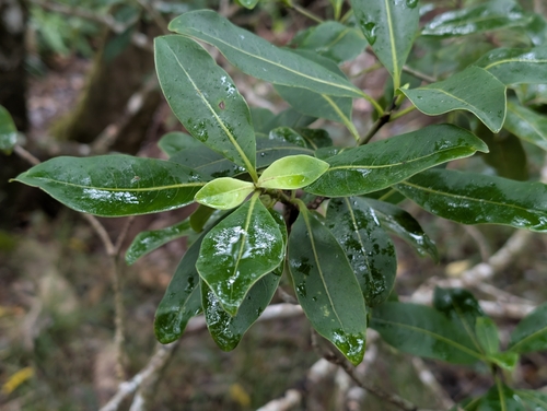Coprosma waimeae observed 2026-06-25