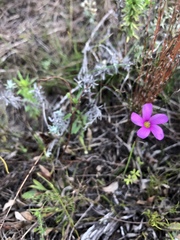 Oxalis livida