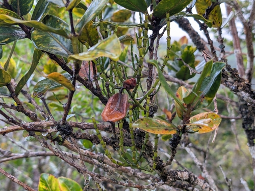 Korthalsella remyana observed 2026-06-25