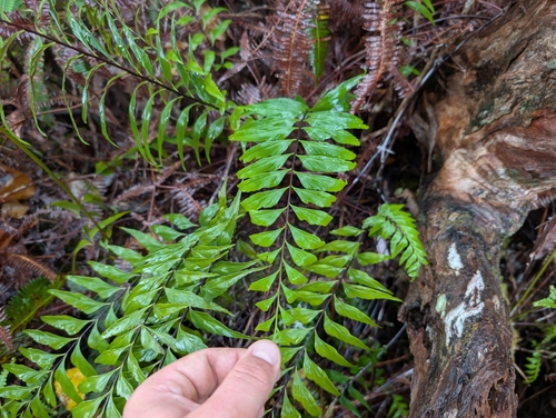 Asplenium contiguum, 2026-06-25