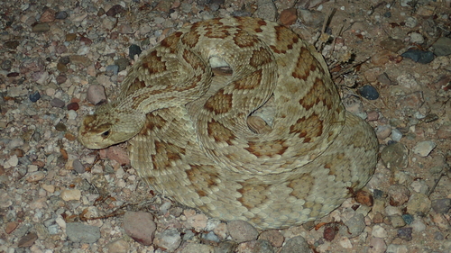 Mojave Rattlesnake