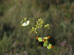 Anthocharis euphenoides