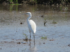 Egretta garzetta