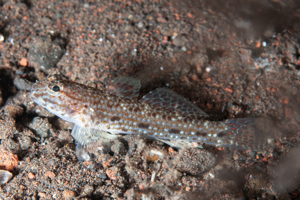 Maleta's Sandgoby