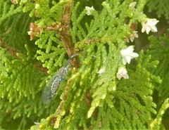 Phaeostigma