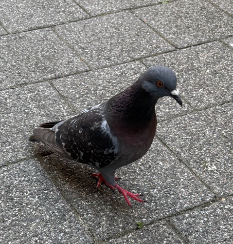 Feral Pigeon