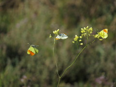 Anthocharis euphenoides