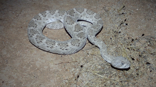 Western Diamond-backed Rattlesnake