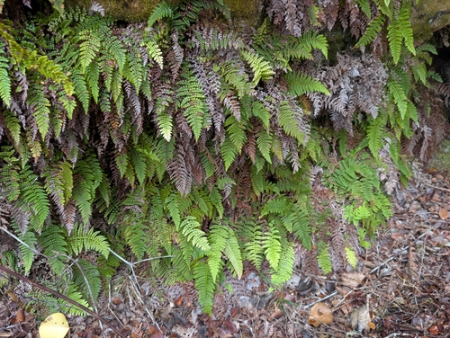 Sadleria squarrosa observed 2026-06-25
