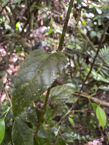 Cissus vinosa observed 2026-06-27