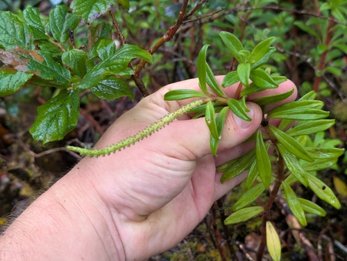 Peperomia hesperomannii observed 2026-06-25